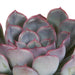 echeveria-mix-8-5-cm-3x-zonder-pot