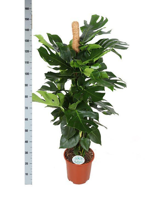 monstera-deliciosa-mosstok-o27cm-↕150cm-in-albury-natural-mand