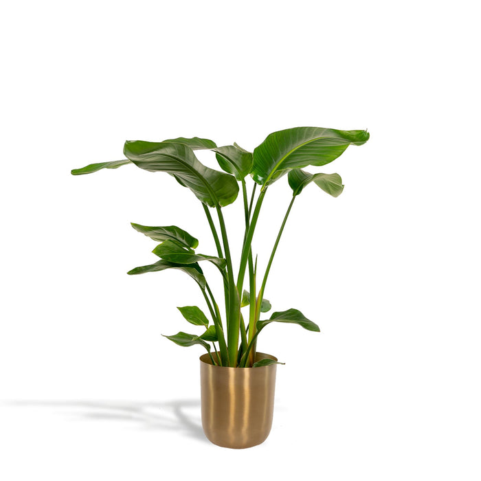 strelitzia-nicolaid-90cm-o19cm-pot-mayk-gold