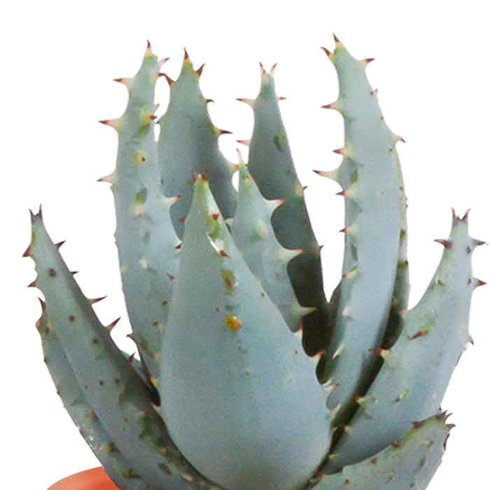 cactus-en-vetplanten-mix-5-5-cm-15-stuks-in-mexicaanse-pot