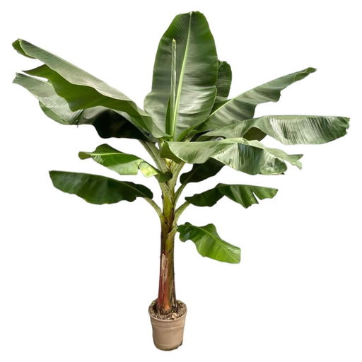 bananenplant-musa-225-cm-o30