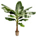 bananenplant-musa-225-cm-o30