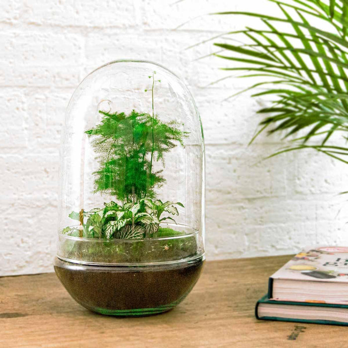 diy-terrarium-egg-xl-↕-30-cm