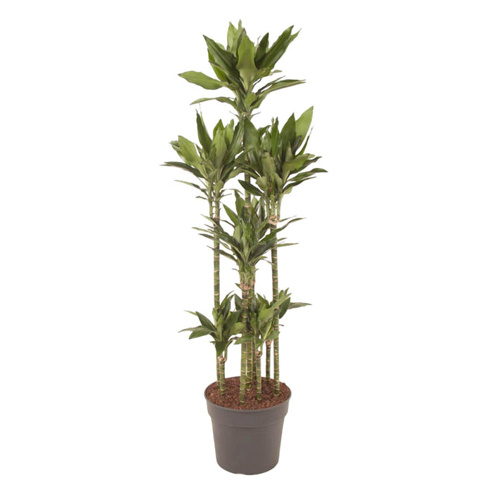 dracaena-janet-lind-carrousel-170-cm-o34