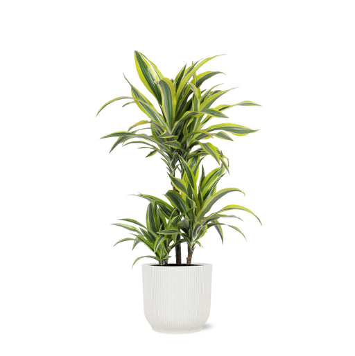 dracaena-lemon-lime-o21cm-↕65cm-1