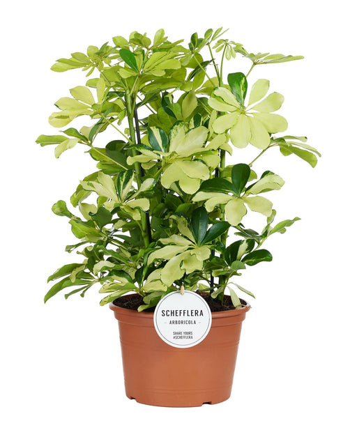 schefflera-melanie-o21cm-↕55cm