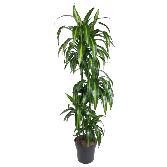 dracaena-hawaiiana-140-cm-o24