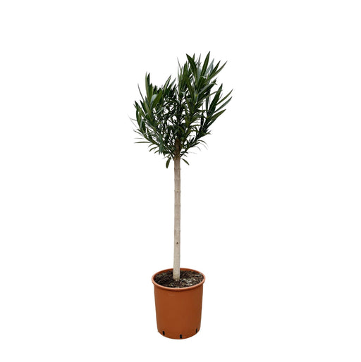 nerium-oleander-op-stam-met-witte-bloem-150cm-o30