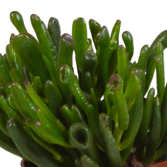 crassula-mix-10-5-cm-3x-in-mexicaanse-pot