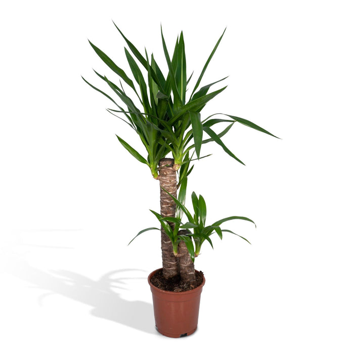 yucca-elephantipes-o17-85cm