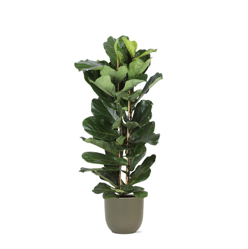 ficus-lyrata-o27cm-↕140cm-in-boule-olijf-pot