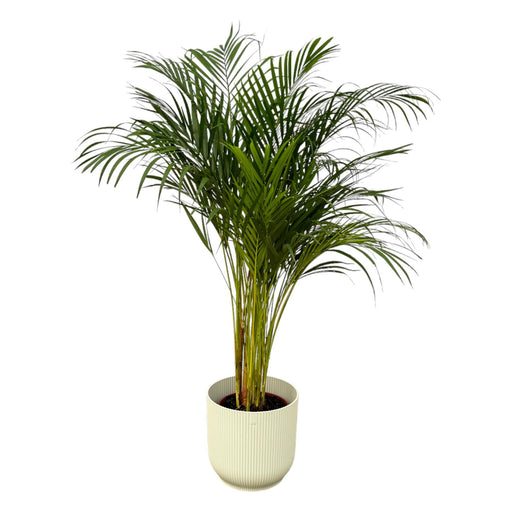 areca-palm-130cm-o24cm-inclusief-elho-vibes-fold-round-wit-d30xh27