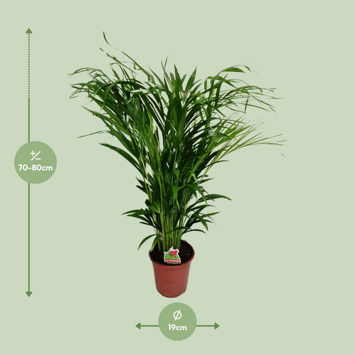 dypsis-lutescens-o19cm-↕80cm