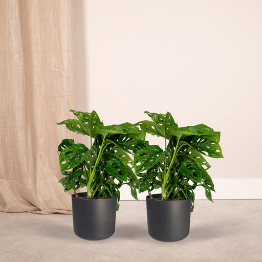 2x-monstera-monkey-leaf-gatenplant-30cm-o12