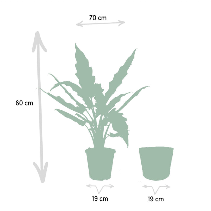 alocasia-cucullata-60cm-o19cm-alocasia-lauterbachiana-75cm-o19cm-incl-mand-igmar