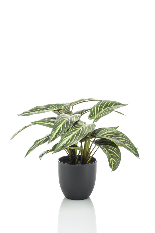 kunstplant-calathea-zebrina-schaduwplant-38-cm