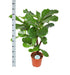 ficus-lyrata-vertakt-o24cm-↕110cm-in-albury-natural-mand