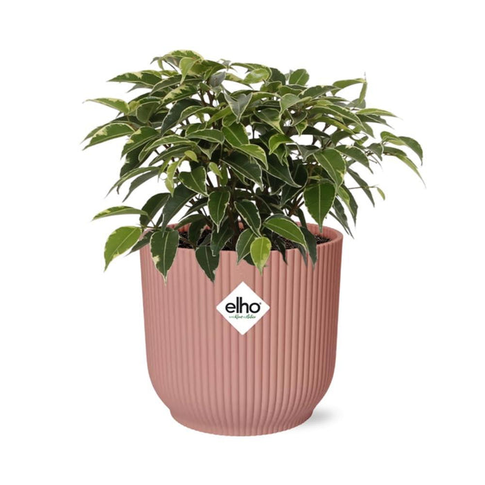 ficus-benjamina-kinky-in-elho-vibes-fold-14cm-roze