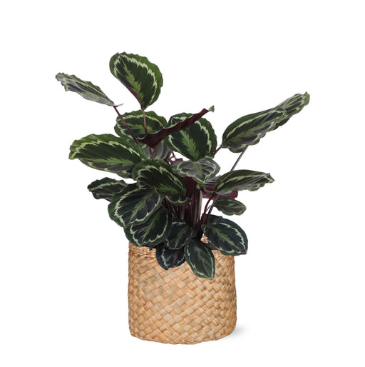 calathea-medaillon-o21cm-↕70cm-in-albury-natural-mand