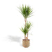 dracaena-met-pot-120cm-o21cm-1