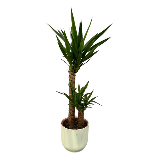 yucca-100cm-o21cm-inclusief-elho-vibes-fold-round-wit-d22xh20