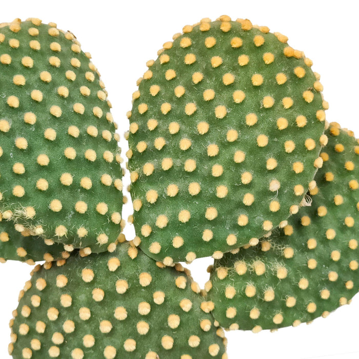 opuntia-microdasys-17cm-zonder-pot