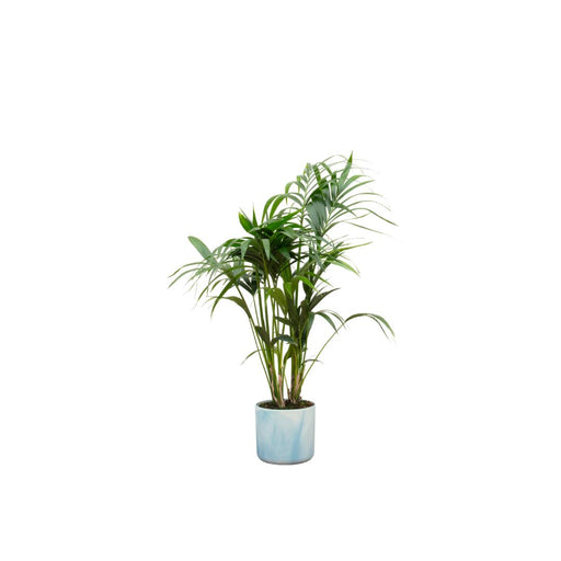 combi-deal-kentia-palm-inclusief-elho-ocean-round-atlantisch-blauw-o22-130-cm