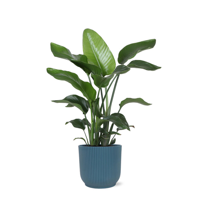 strelitzia-nicolai-o21cm-↕80cm-in-vibes-blauw-pot