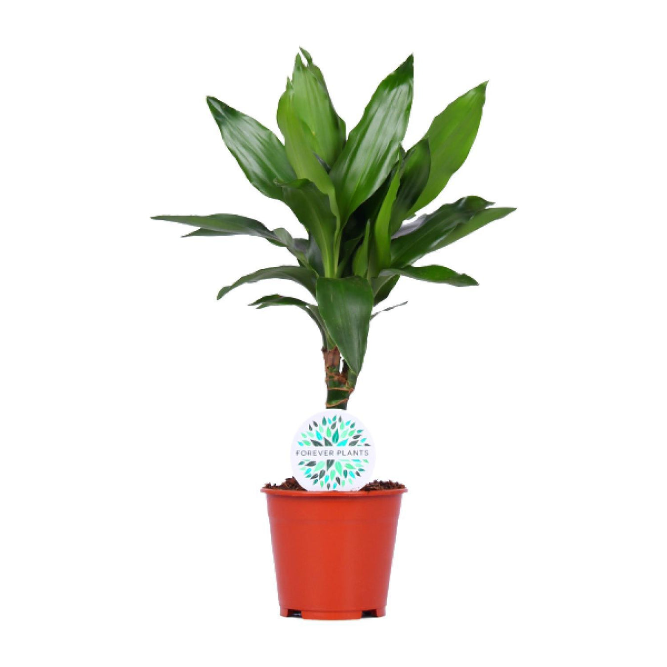 Dracaena - Drakenplant