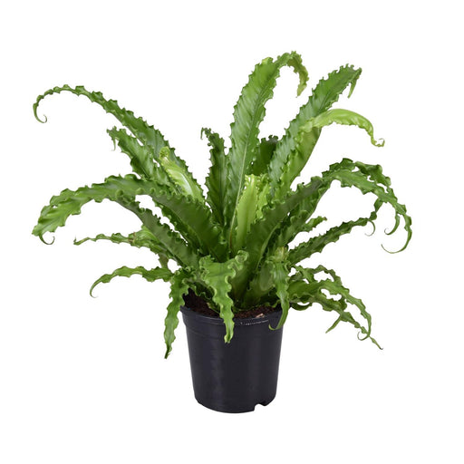 asplenium-antiquum-osaka-o17cm-↕45cm