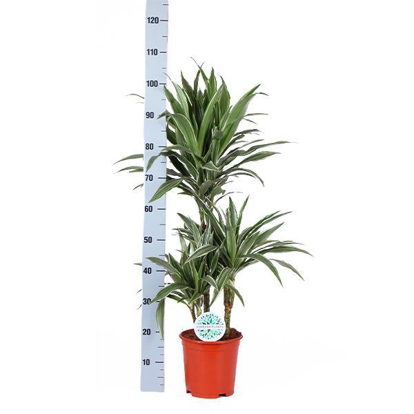 dracaena-warneckii-o21cm-↕65cm-in-boule-antraciet-pot