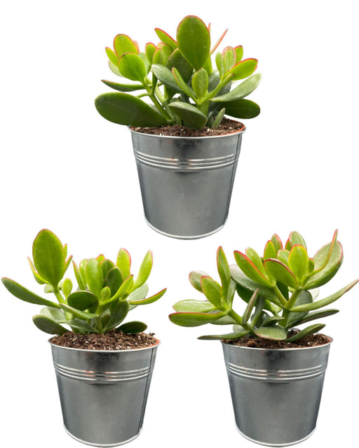 succulenten-crassula-ovata-↕15-20cm-3-stuks-zinc-o13-cm