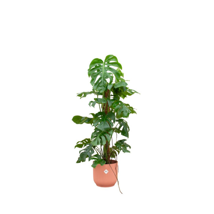 combi-deal-monstera-pertusum-xl-inclusief-elho-vibes-fold-round-o30-roze-120-cm