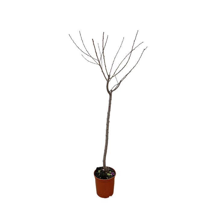 juglans-walnoot-170-cm-o27