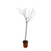 juglans-walnoot-170-cm-o27