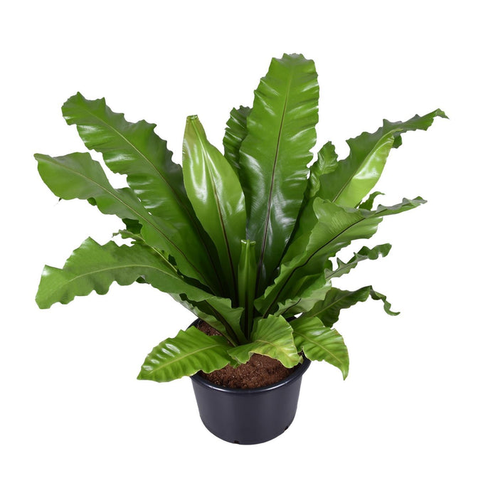 asplenium-nidus-o37cm-↕85cm