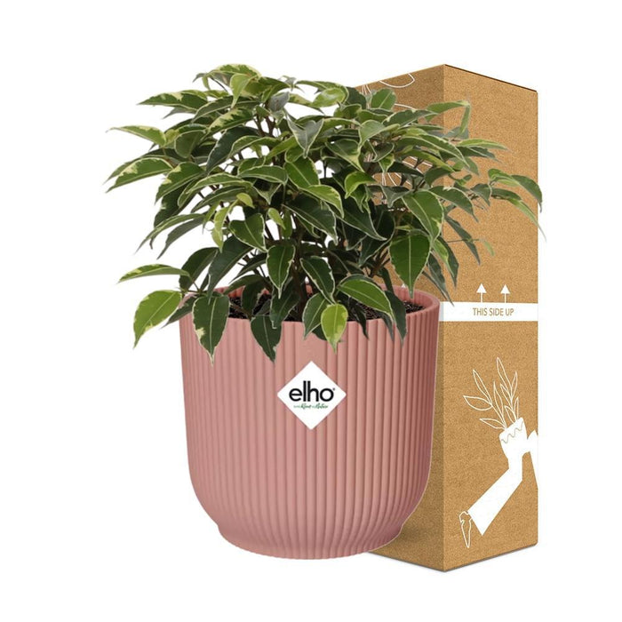 ficus-benjamina-kinky-in-elho-vibes-fold-14cm-roze