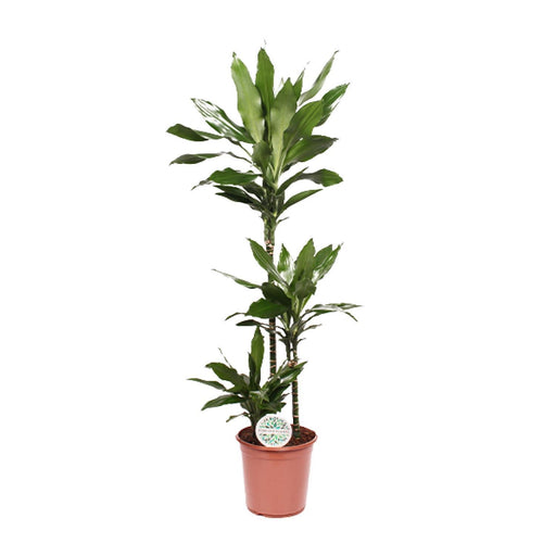 dracaena-janet-lind-o24cm-↕130cm