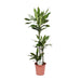 dracaena-janet-lind-o24cm-↕130cm