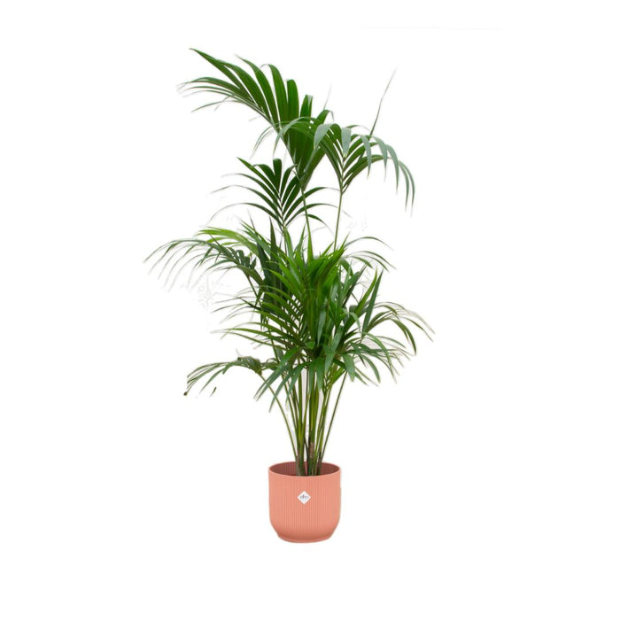 combi-deal-kentia-palm-inclusief-elho-vibes-fold-round-roze-o30-180-cm