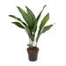 aspidistra-elatior-o17cm-↕70cm