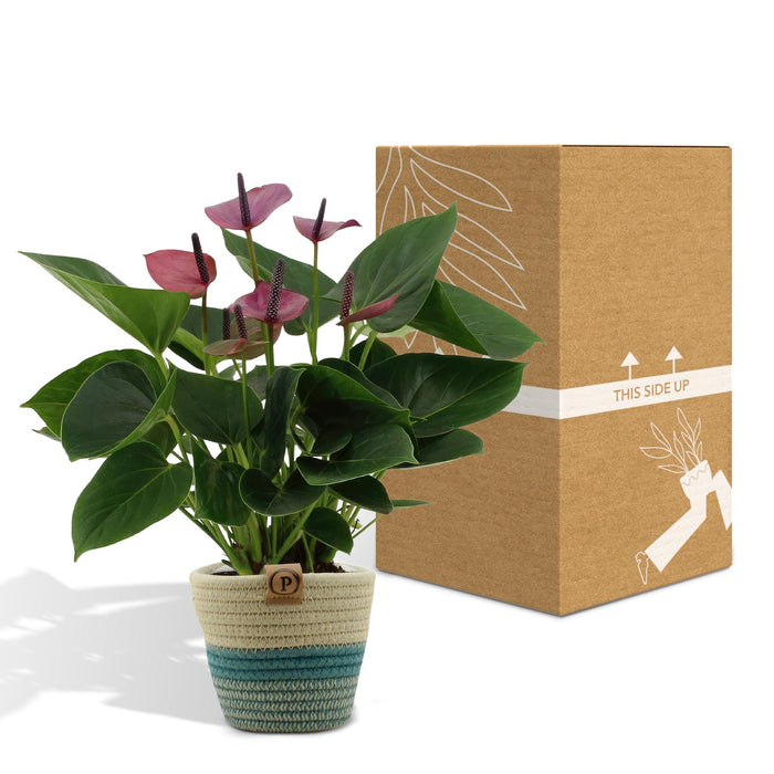 anthurium-andreanum-baby-purple-incl-pure-mand-45cm-o12