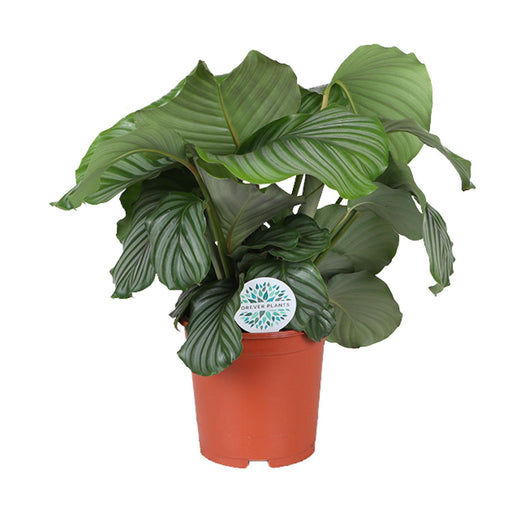 calathea-orbifolia-o21cm-↕70cm-1