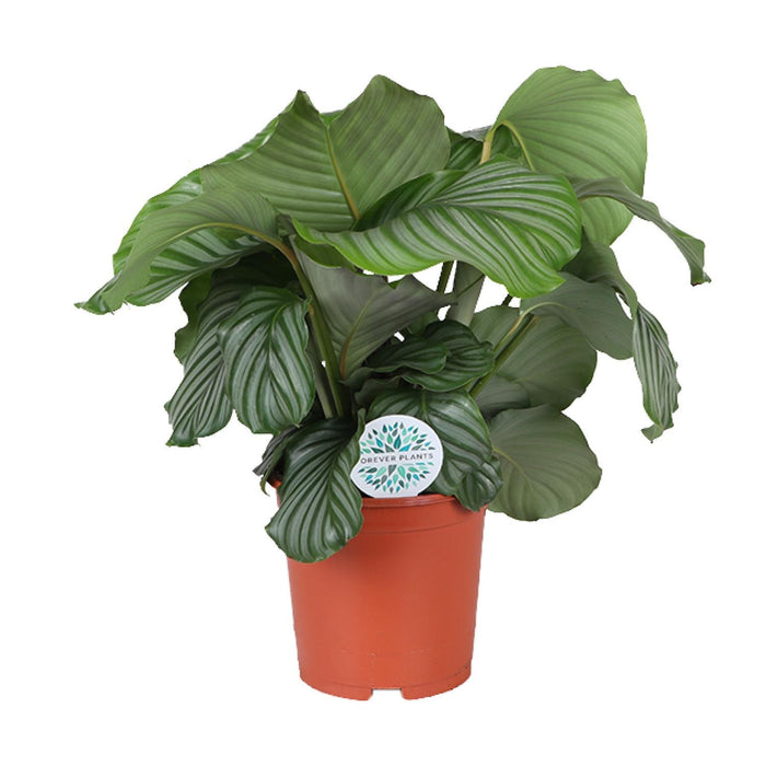 calathea-orbifolia-o21cm-↕70cm-1