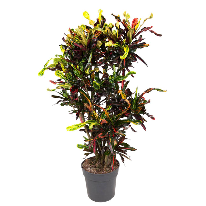 codiaeum-mammi-vertakt-120-cm-o31