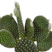 cactus-mix-10-5-cm-3x-in-witte-pot