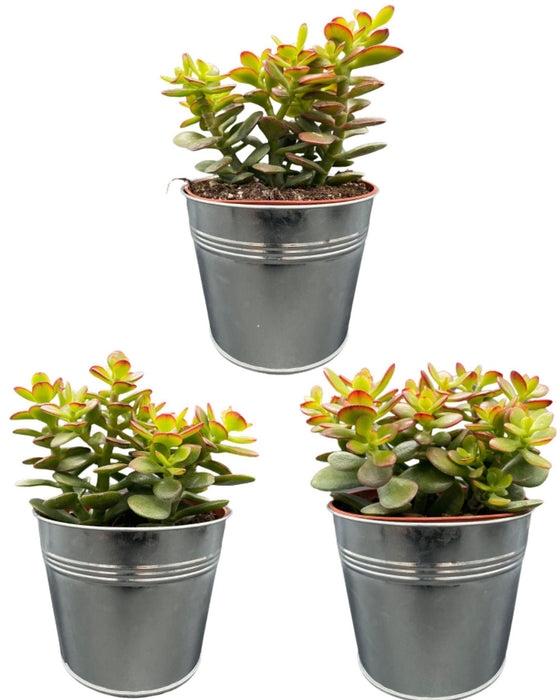 succulenten-crassula-minor-↕15-20cm-3-stuks-zinc-o13-cm