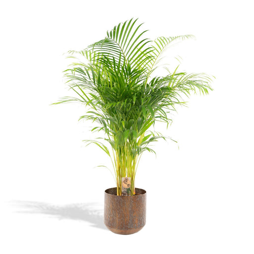 areca-palm-met-pot-130cm-o24cm