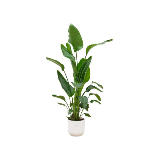 strelitzia-nicolai-inclusief-elho-vibes-fold-round-wit-160cm-o30