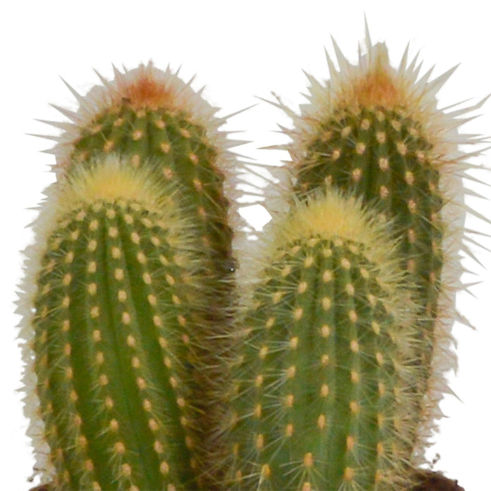 cereus-mix-10-5cm-3x-in-terracotta-pot